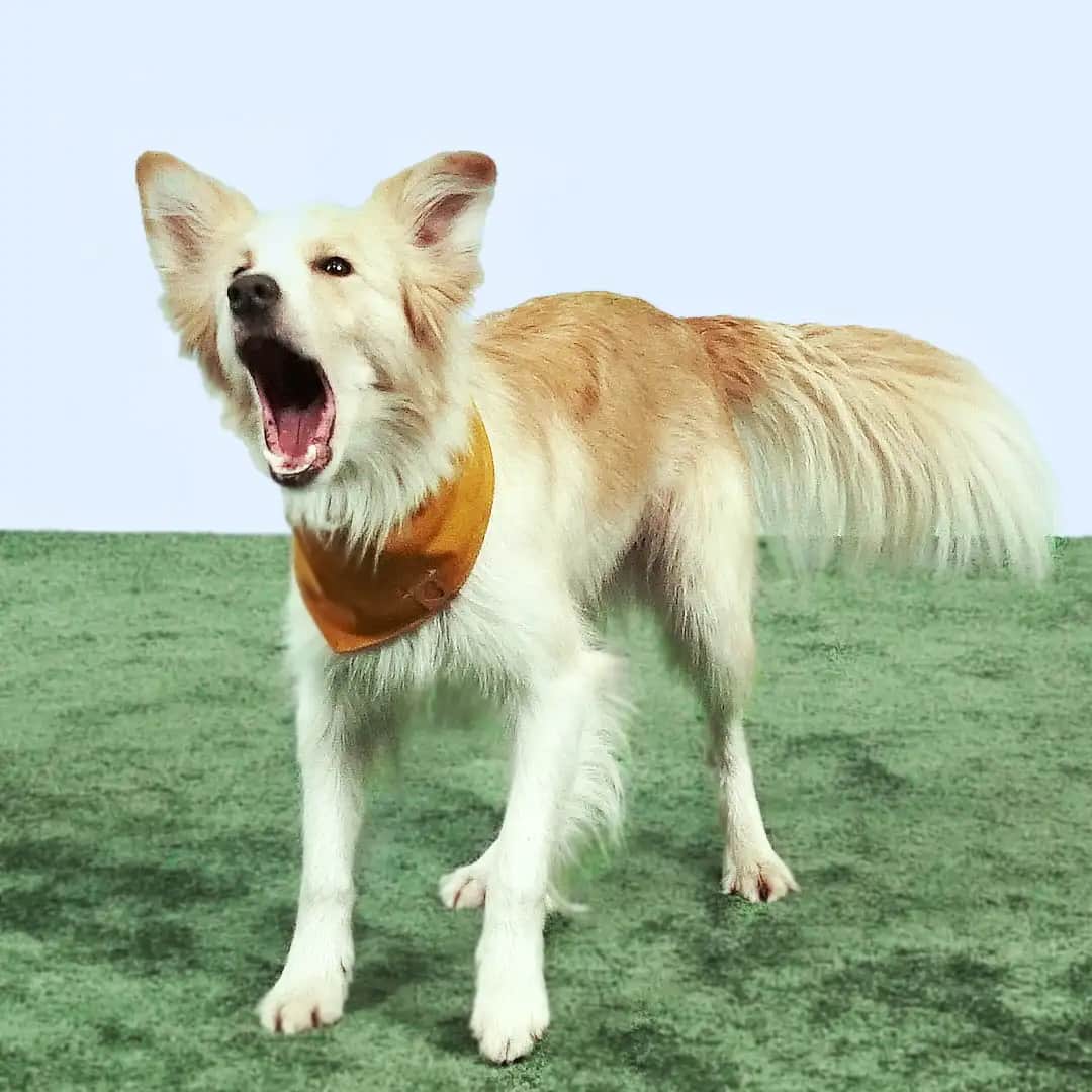 Un perro con la boca abierta ladra y mira atentamente hacia adelante.