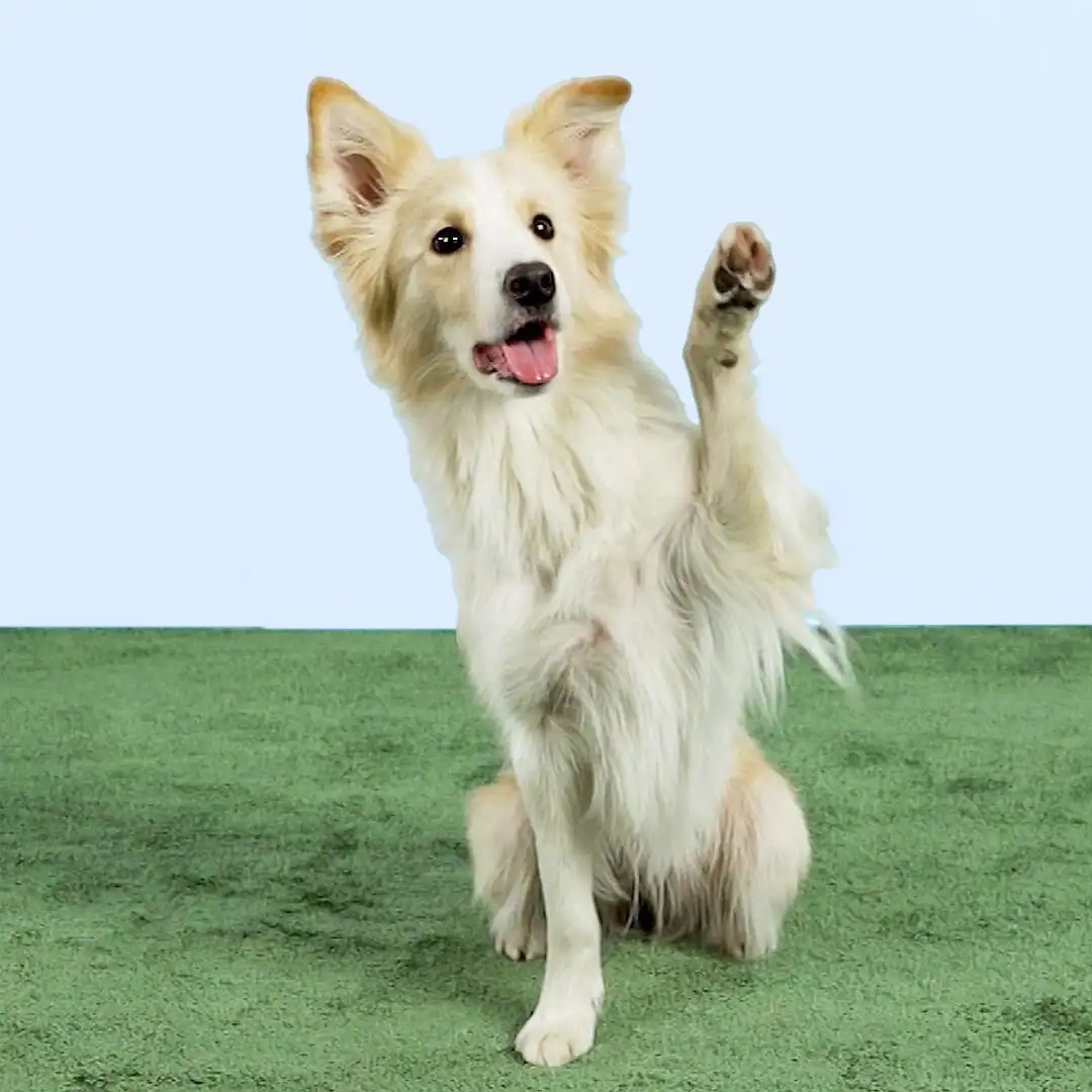 A dog raises its front paw in a waving motion and looks attentively forward.