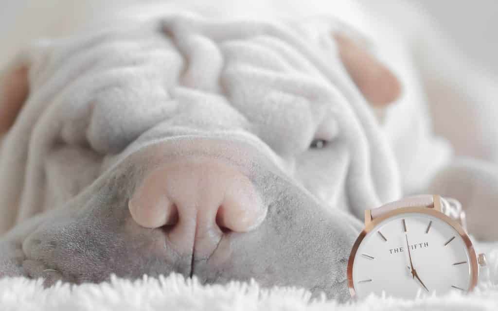 Ein faltiger Shar-Pei-Hund schläft auf einer flauschigen weißen Oberfläche neben einer minimalistischen Uhr mit weißem Zifferblatt und roségoldenem Gehäuse.