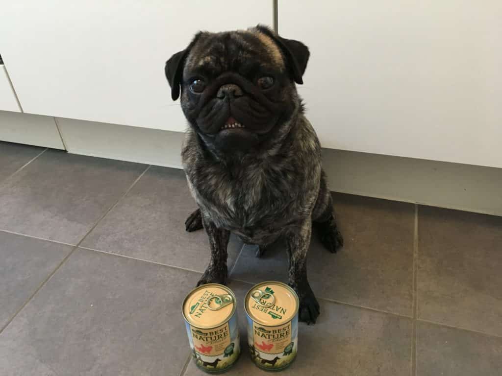 Ein Mops sitzt auf einem gefliesten Boden vor zwei Dosen Bio-Hundefutter.