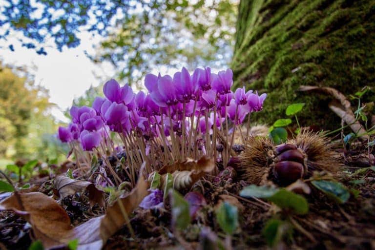 Lila Blumen mit hohen Stielen wachsen auf einem Waldboden neben einem großen, mit Moos bedeckten Baumstamm.