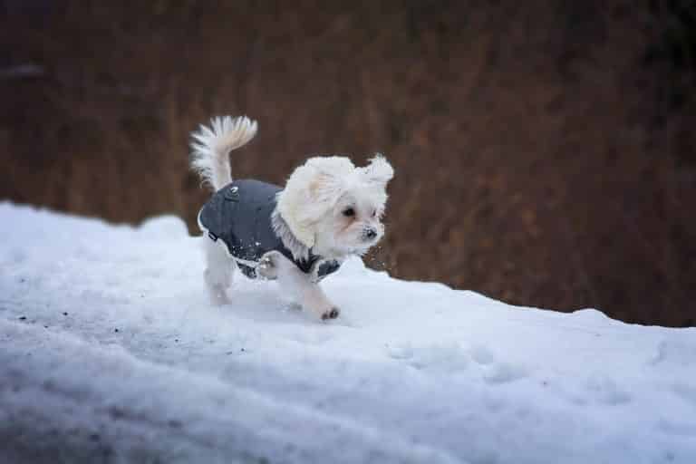 Ein kleiner weißer Hund in einer grauen Jacke läuft durch den Schnee.