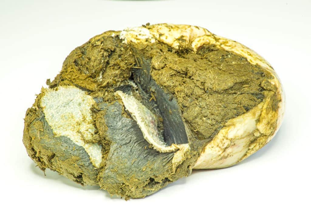 Eine Nahaufnahme des Hufs einer Kuh, die an digitaler Dermatitis leidet und rohes, verfaultes Gewebe mit dunkler und heller Färbung zeigt, vor einem schlichten weißen Hintergrund erinnert uns daran, wie wichtig es ist, die frühen Anzeichen für die Gesundheit der Kuh zu kennen.