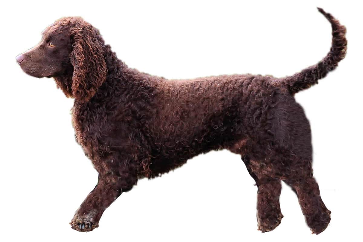 Chien d'eau américain - Image 1