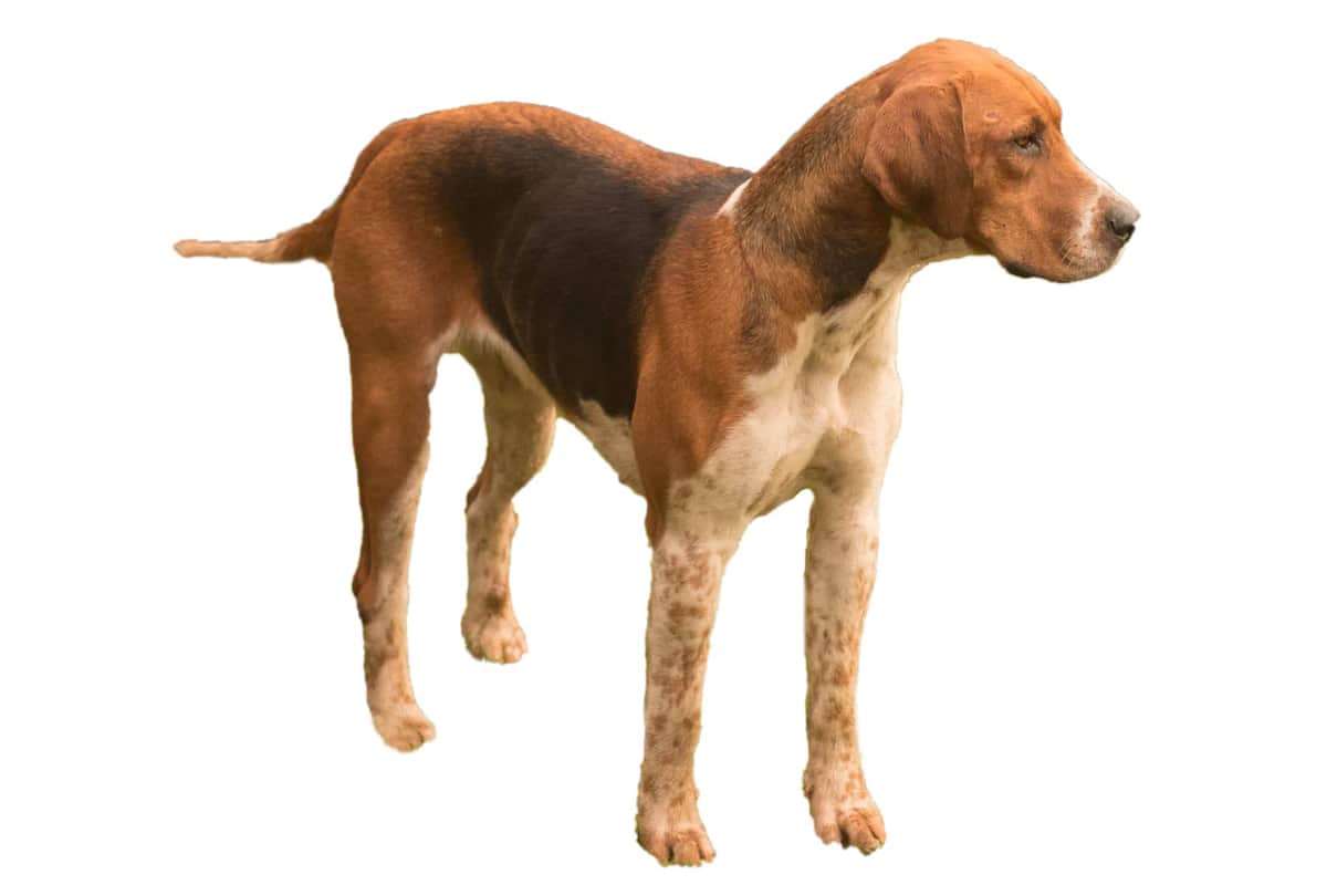 English Foxhound - Image 1