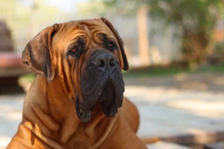 Mastiff 1