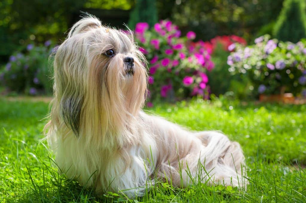 Shih Tzu wird mit Hundekamm gebürstet