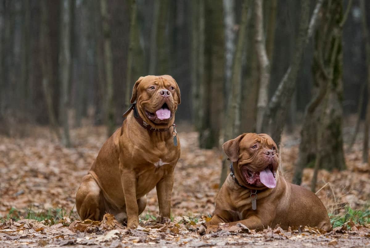 Due cani Dogue de Bordeaux marroni con collari seduti e distesi su un tappeto di foglie cadute in una foresta. Gli alberi sullo sfondo sono alti e spogli, suggerendo autunno o inverno. Entrambi i cani hanno la bocca aperta e sembrano ansimare.