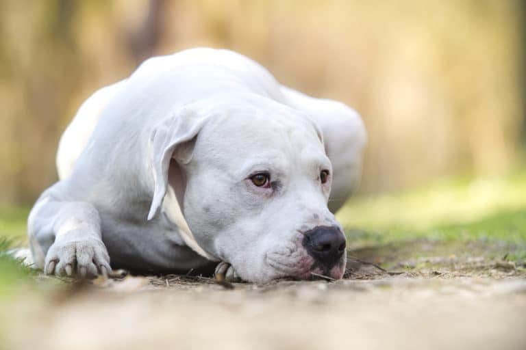 Un grande Dogo Argentino bianco disteso su un sentiero di terra, con un'espressione rilassata e gentile. Lo sfondo è leggermente sfocato, suggerendo un'area boschiva soleggiata.