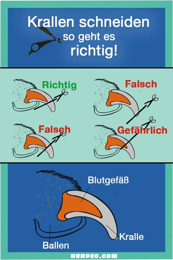 Abbildung, die das richtige Krallenschneiden bei Haustieren, insbesondere Hunden, erklärt. Zeigt richtige und falsche Methoden. Enthält ein detailliertes Diagramm eines Nagels mit den Abschnitten Kralle, Blutgefäß und Ballen. Die Anleitung in deutscher Sprache sorgt für Klarheit, wie man „Krallen schneiden" am besten vorgeht.