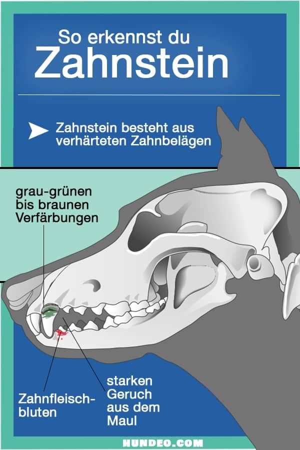 Abbildung eines Hundeschädels mit Symptomen von Zahnsteinbildung. Enthält Text auf Deutsch: Zahnstein mit einer Beschreibung von Plaque und Anzeichen wie graubraune Verfärbung, Zahnfleischbluten und starker Mundgeruch.
