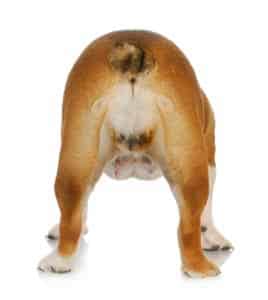 Rückansicht einer stehenden Bulldogge auf weißem Hintergrund.