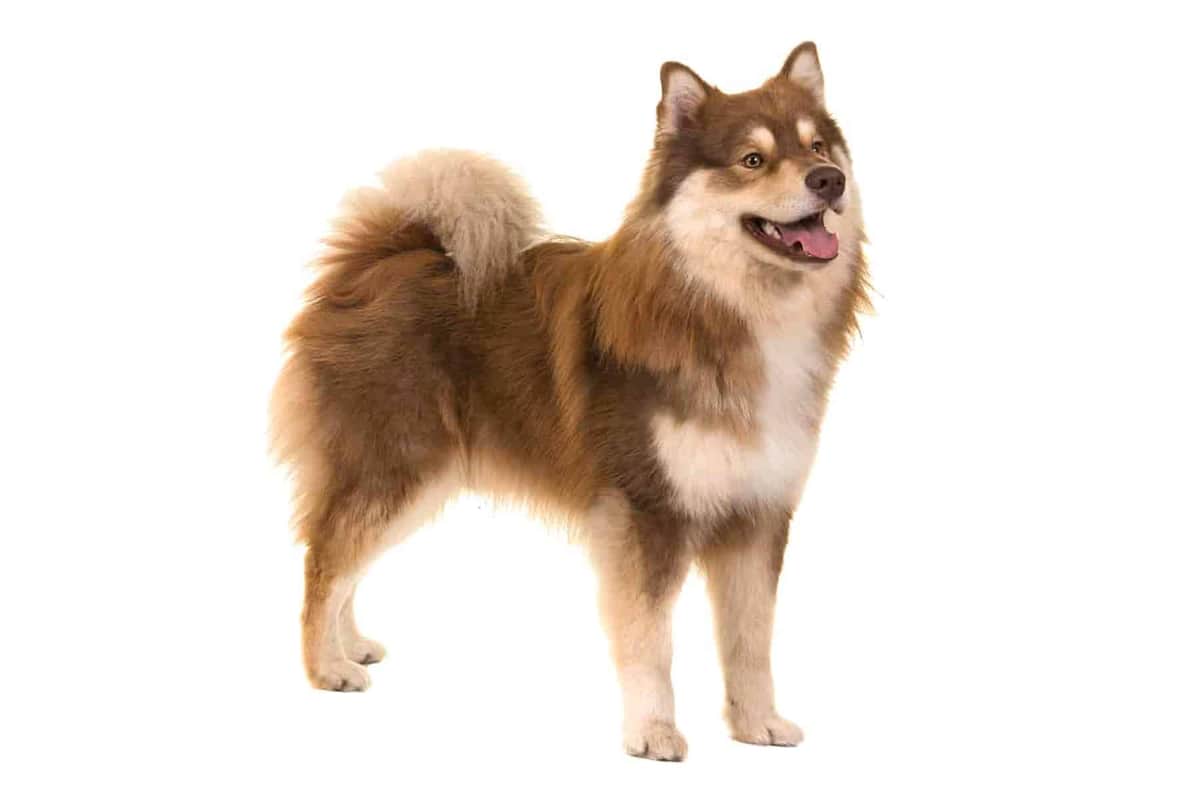 Finnish Lapphund - Image 1