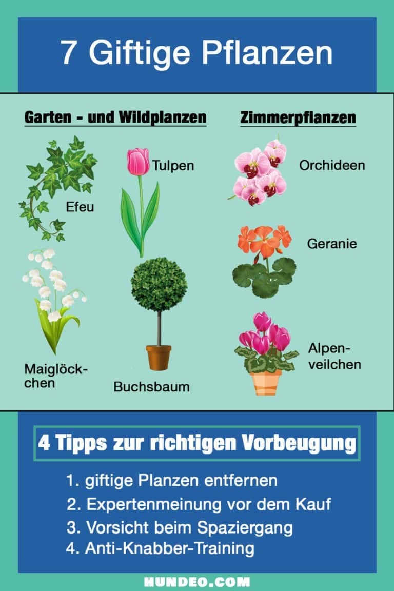 Bild mit gefährlichen Pflanzen für Haustiere, darunter Efeu, Maiglöckchen und Tulpen. Tipps zur Vorbeugung sind das Entfernen giftiger Pflanzen und die Einholung von Expertenrat vor dem Kauf.
