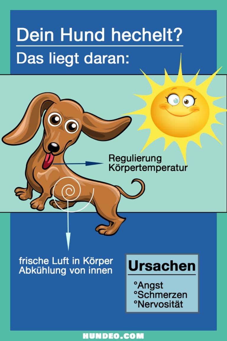 Eine Karikatur eines hechelnden braunen Hundes, neben dem die Sonne scheint. Der Text erklärt, dass Hecheln normal ist, da es hilft, die Körpertemperatur zu regulieren und den Körper abzukühlen. Ursachen für Hecheln sind Angst, Schmerzen und Nervosität.