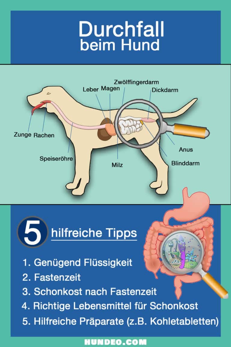 Diagramm zeigt einen Hund mit Verdauungssystem und fünf Tipps bei Durchfall: Hydratation, Fasten, Schonkost, geeignete Lebensmittel und hilfreiche Vorbereitungen.
