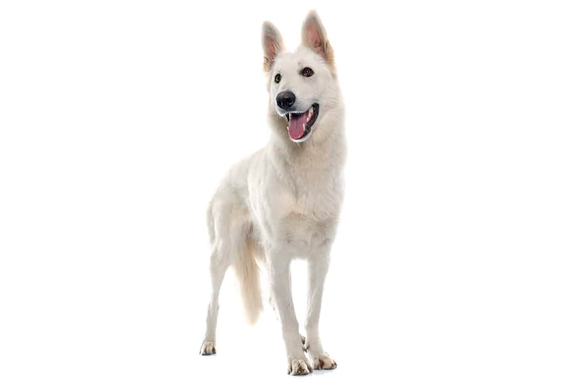 Pastor Blanco Suizo - Imagen 1