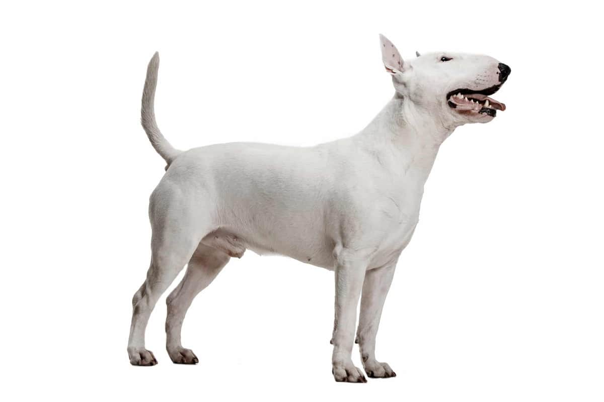 Miniature Bull Terrier - Image 1