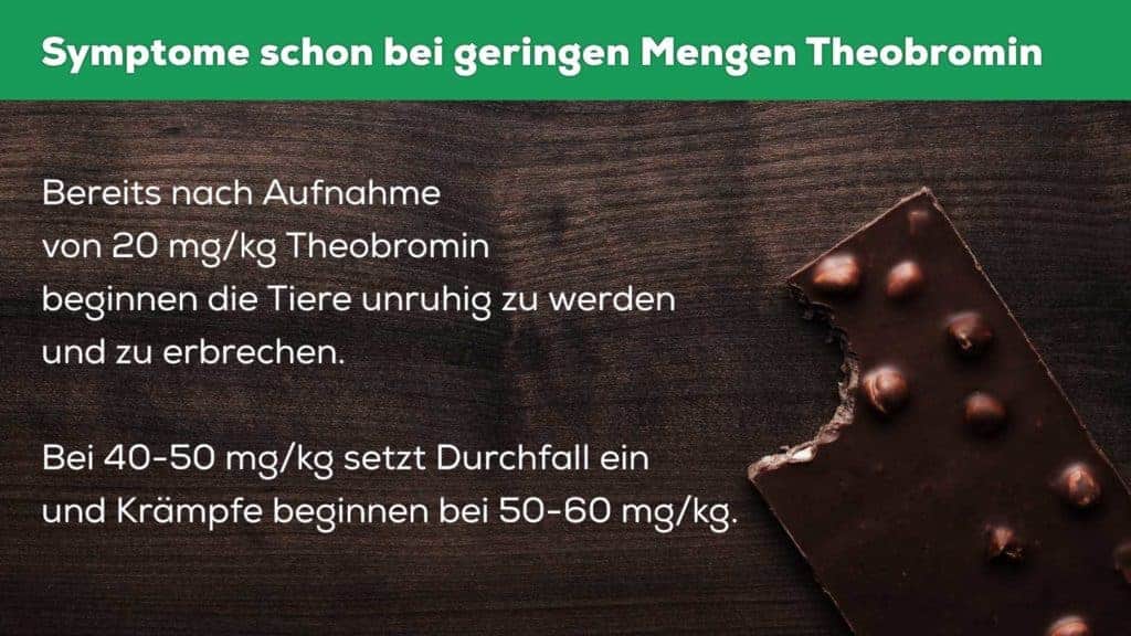 Ein angebissenes Stück Schokolade liegt auf einer dunklen Holzoberfläche. Ein Text warnt vor den Auswirkungen: Selbst geringe Mengen Theobromin können bei Hunden zu Unruhe und Erbrechen führen. Die ersten Symptome treten bereits bei 20 mg/kg auf.