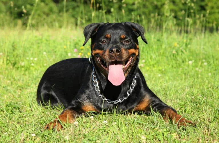 Un Rottweiler, una delle 10 razze canine più popolari, disteso nell'erba verde con il suo manto lucido e collare a catena, ansimando felicemente sotto un cielo limpido e soleggiato, circondato da vegetazione rigogliosa.