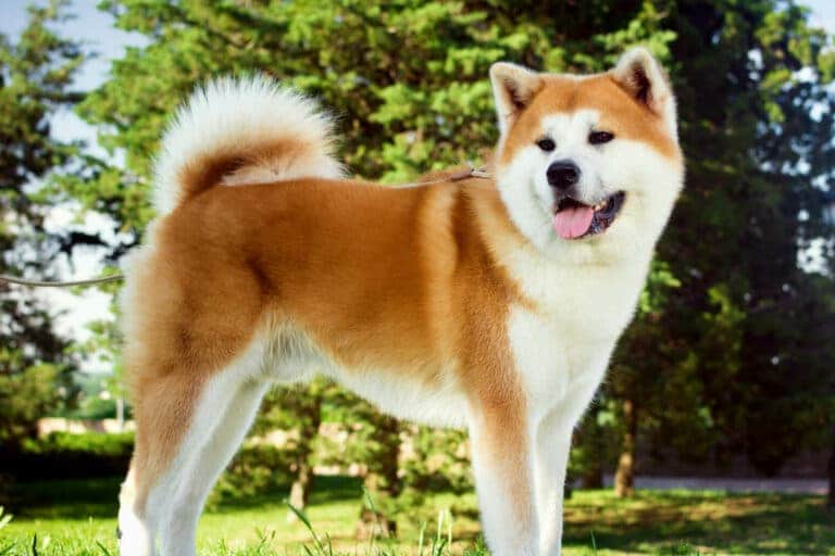 Un cane Akita soffice con un ricco mantello marrone e bianco si trova sull'erba. La sua coda è arricciata sulla schiena e sembra felice con la lingua fuori, mostrando un impressionante set di denti. Sullo sfondo si vedono alberi verdi rigogliosi sotto un cielo azzurro limpido.