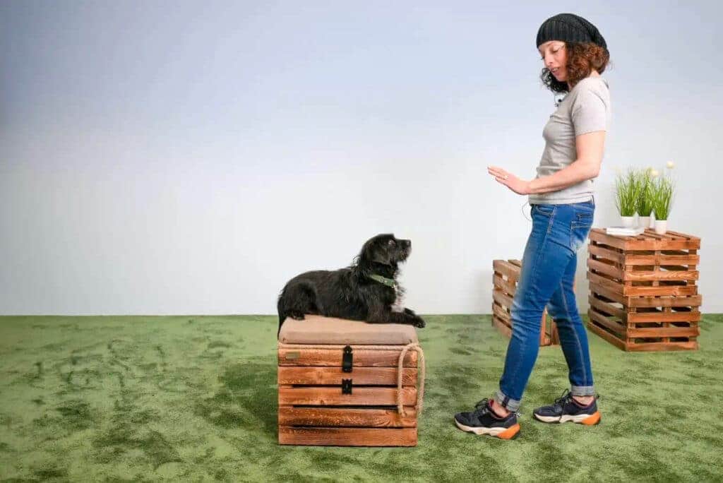 A person in a beanie and jeans stands next to a small black dog sitting on a wooden crate, using an open-hand signal to practice impulse control. Green carpet floor with wooden crates and plants in the background.