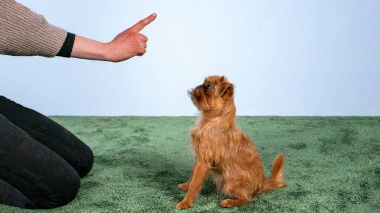 A small, fluffy dog sits attentively on a green carpet while a person kneels in front of them, pointing a finger to give a command. Light blue wall in the background.