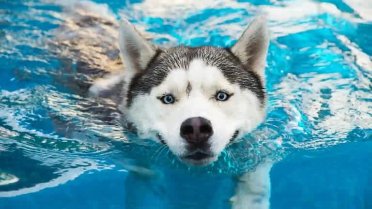 Ein Husky mit blauen Augen schwimmt in einem Pool mit klarem blauem Wasser.