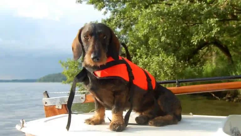 Ein Dackel mit orangefarbener Schwimmweste sitzt auf einem Boot auf ruhigem Gewässer, umgeben von Bäumen.