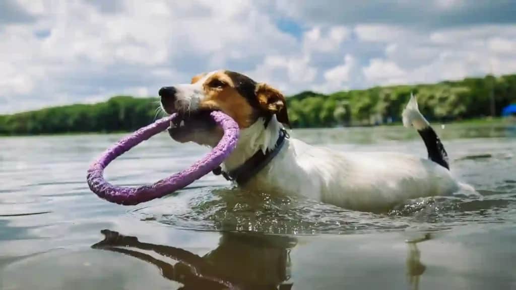 Ein kleiner Hund schwimmt in einem See und hält ein lila Ringspielzeug im Maul. Bäume und bewölkter Himmel im Hintergrund.