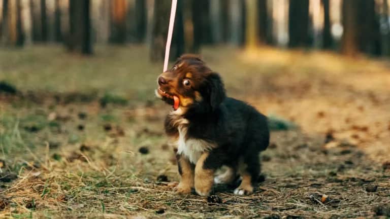 Ein flauschiger braun-weißer Welpe zieht an einer Leine im Wald. Der Boden ist mit trockenen Blättern bedeckt.