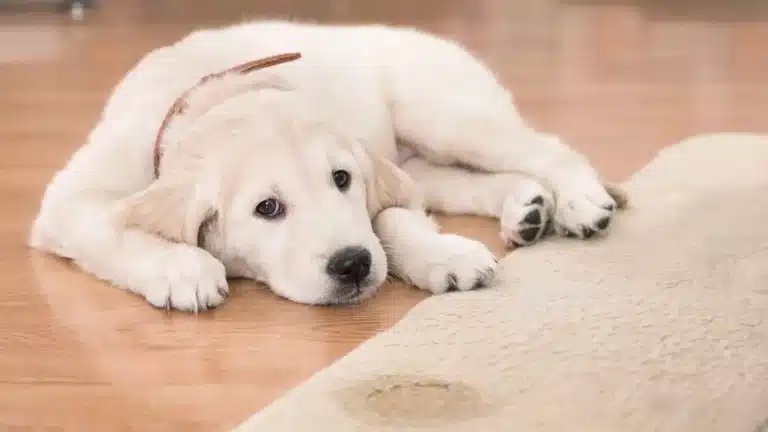 Ein weißer Welpe mit hellbraunem Halsband liegt entspannt auf einem Hundebett.