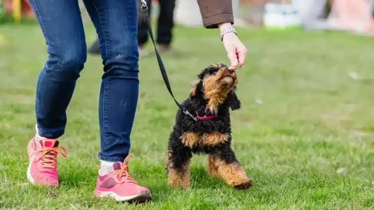 Eine Person gibt einem kleinen Hund auf einer Wiese ein Leckerli während einer Trainingseinheit.