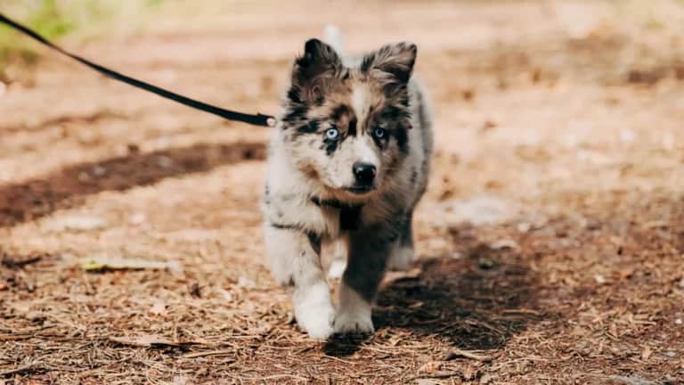 Ein Welpe mit grauem Fell und blauen Augen geht auf einem Feldweg spazieren. Verschwommene Außenkulisse im Hintergrund.