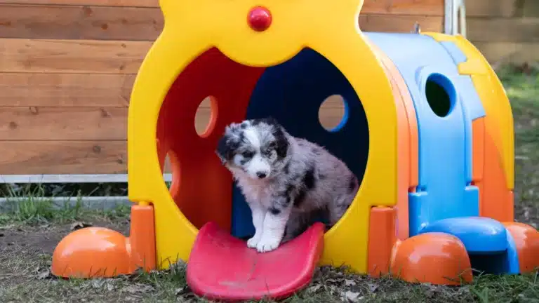 Ein Welpe in einem bunten Spieltunnel schaut neugierig heraus.