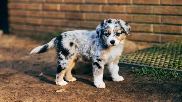 Ein Australian-Shepherd-Welpe mit Merle-Fell steht auf einem Feldweg und schaut unsicher zur Seite.