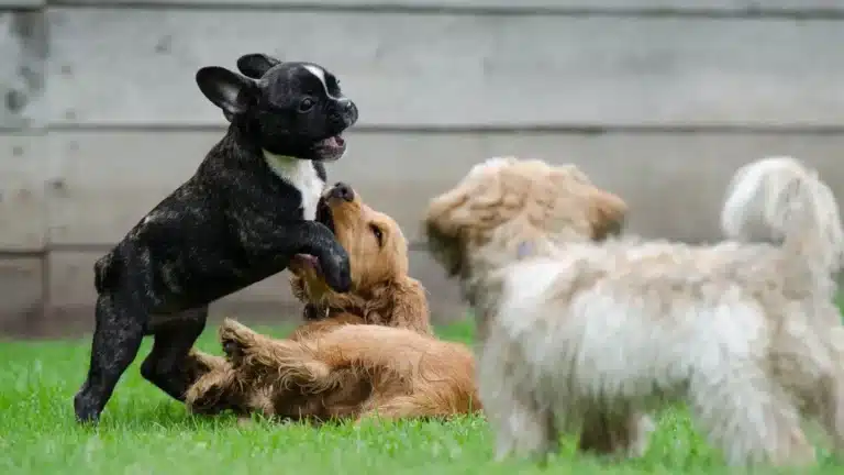 Drei Hunde spielen auf einer Wiese. Eine Französische Bulldogge springt herum, ein Cocker Spaniel liegt im Gras.