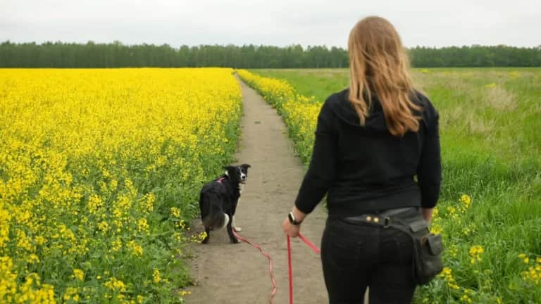 Eine Frau geht mit einem schwarz-weißen Hund an der Leine einen Feldweg entlang. Gelbe Blumen links und rechts.