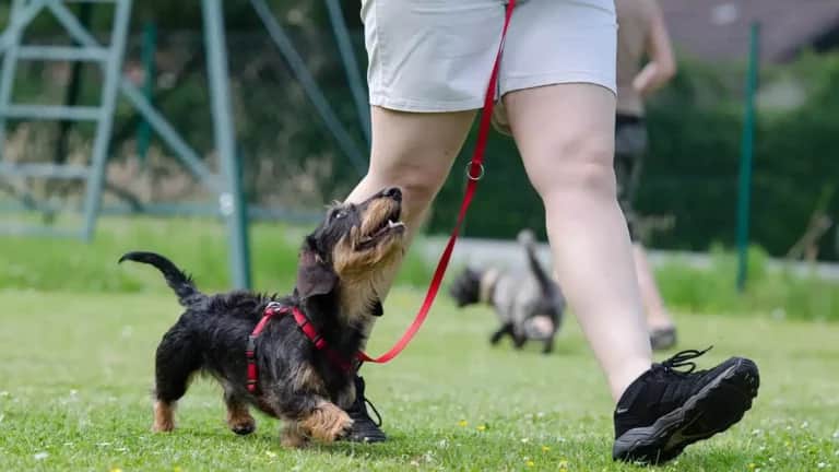 Ein kleiner Hund an roter Leine läuft neben einer Person über eine Wiese. Im Hintergrund eine weitere Person mit Hund.