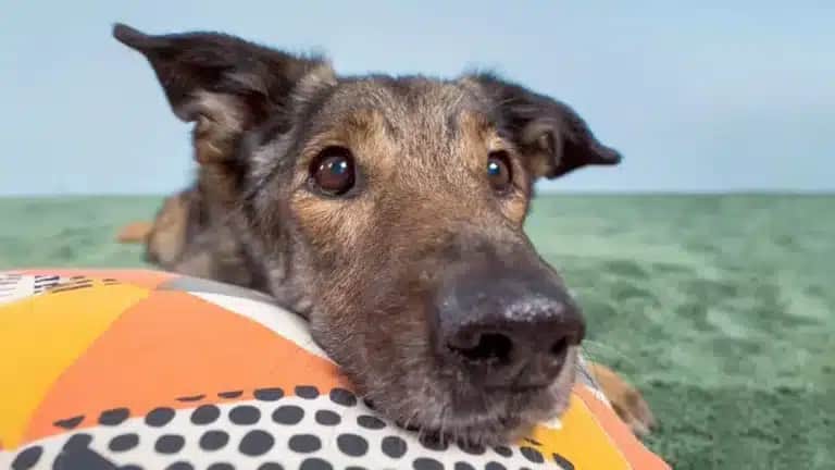 Ein brauner Hund mit großen Ohren legt seinen Kopf auf ein gemustertes Kissen und blickt aufmerksam nach oben.