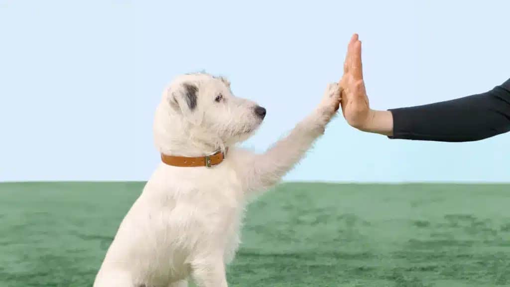 Ein kleiner weißer Hund gibt einer Hand ein High Five, auf einer Wiese vor hellblauem Hintergrund.