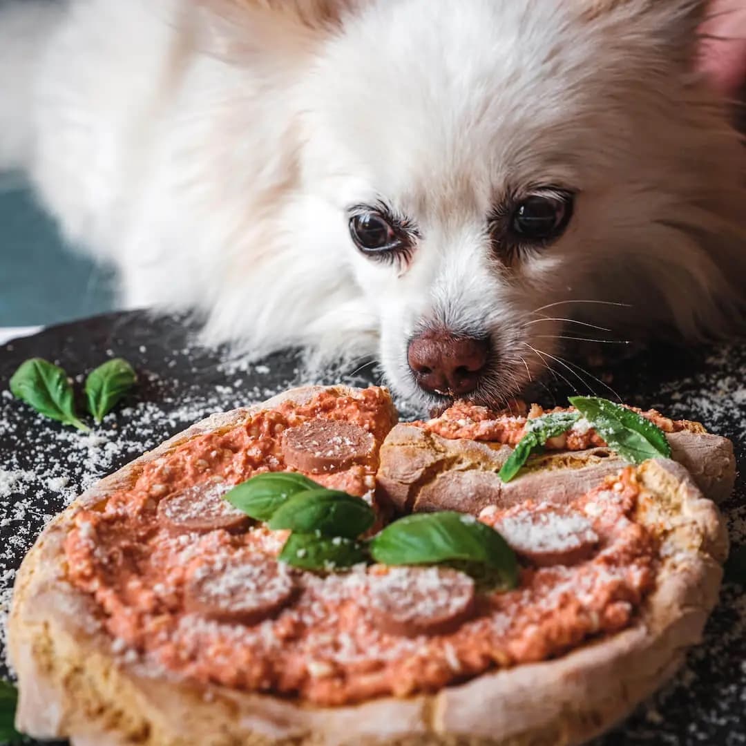 Hundepizza