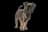Affenpinscher