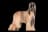 Afghanischer Windhund