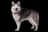 Alaskan Malamute