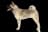 American Akita