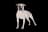 Bouledogue américain
