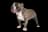 American Bully