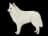 American Eskimo Dog
