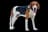 American Foxhound